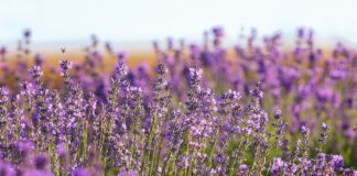 The storied life of ‘The Country Wife’ lavender