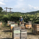 Honey and the invasive species Japanese knotweed mark bedillion