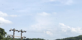 Honey and the invasive species Japanese knotweed mark bedillion