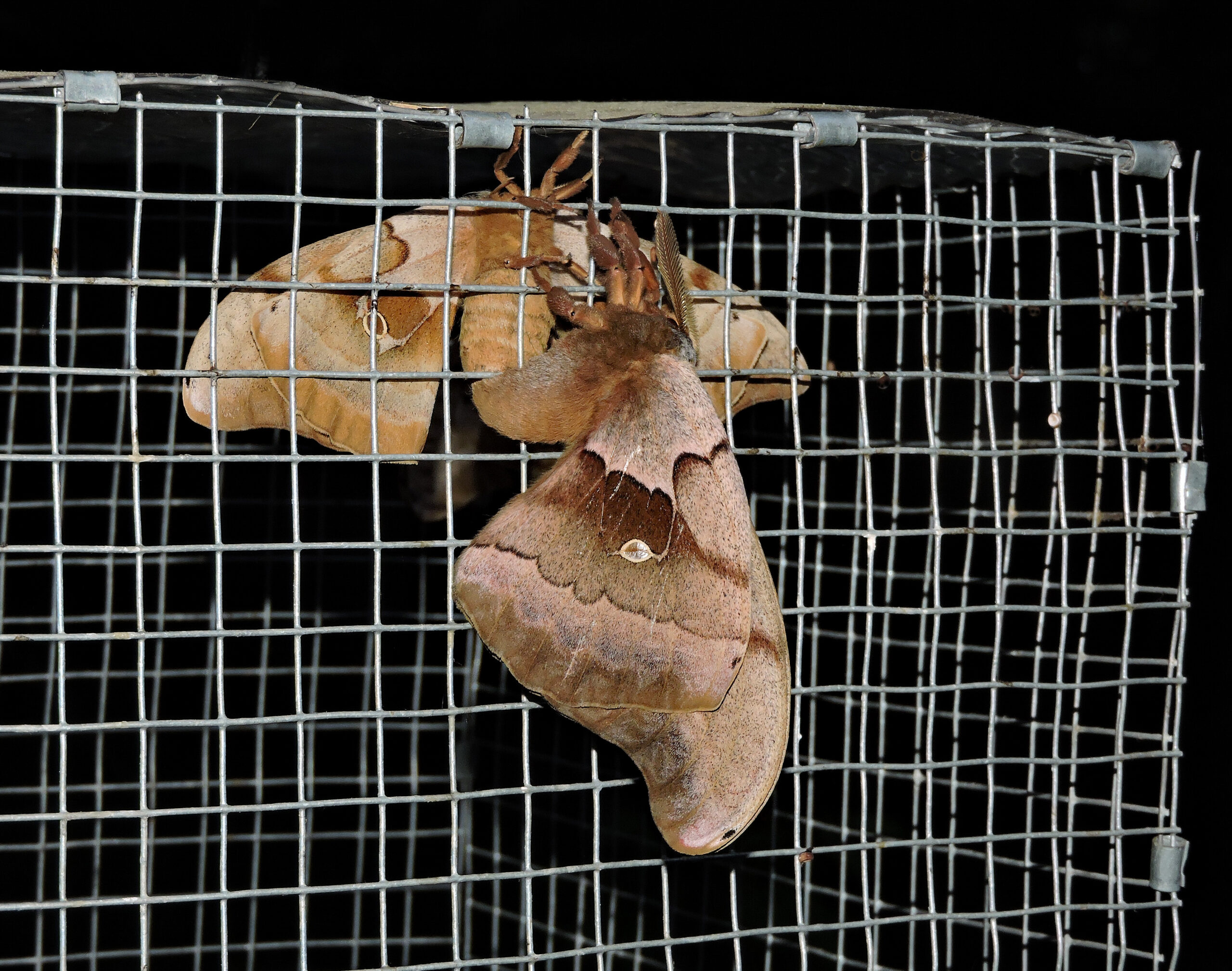 mating moths