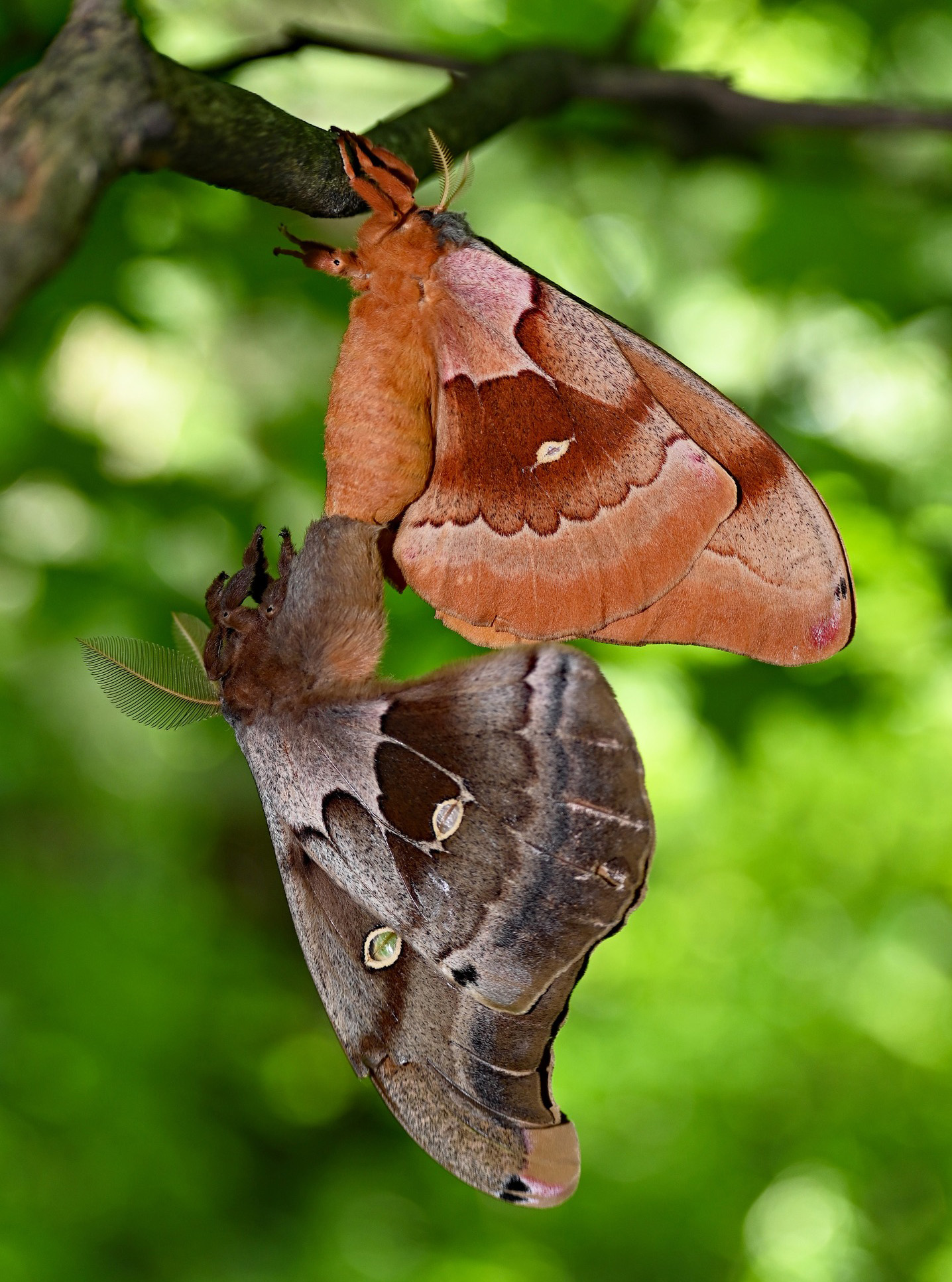 mating pair of moths