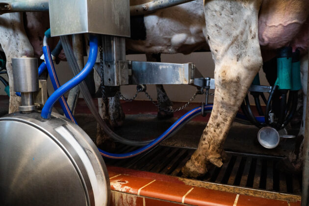 milking parlour