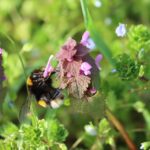 A love-hate letter to weeds nettle