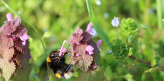 A love-hate letter to weeds nettle