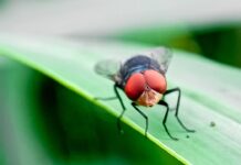 New World screwworm again halts livestock trade with Mexico