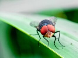 Flesh-eating screwworm found in Texas; USDA launches massive response