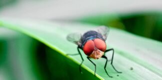 New World screwworm again halts livestock trade with Mexico