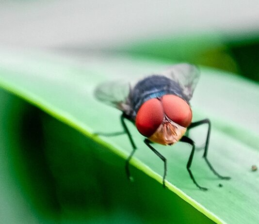 Flesh-eating screwworm found in Texas; USDA launches massive response