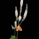 Fairy candles light up the forest regalis on fairy candles