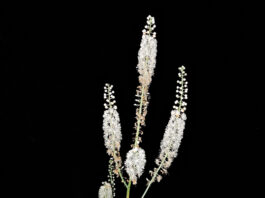 Fairy candles light up the forest regalis on fairy candles