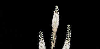 Fairy candles light up the forest regalis on fairy candles