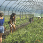 Housing development in southwestern Ohio couples farm life with suburban life Aberlin Springs farm crew