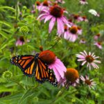 Migration and monarchs: Why these butterflies matter Butterfly on coneflower
