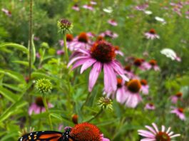Migration and monarchs: Why these butterflies matter Butterfly on coneflower