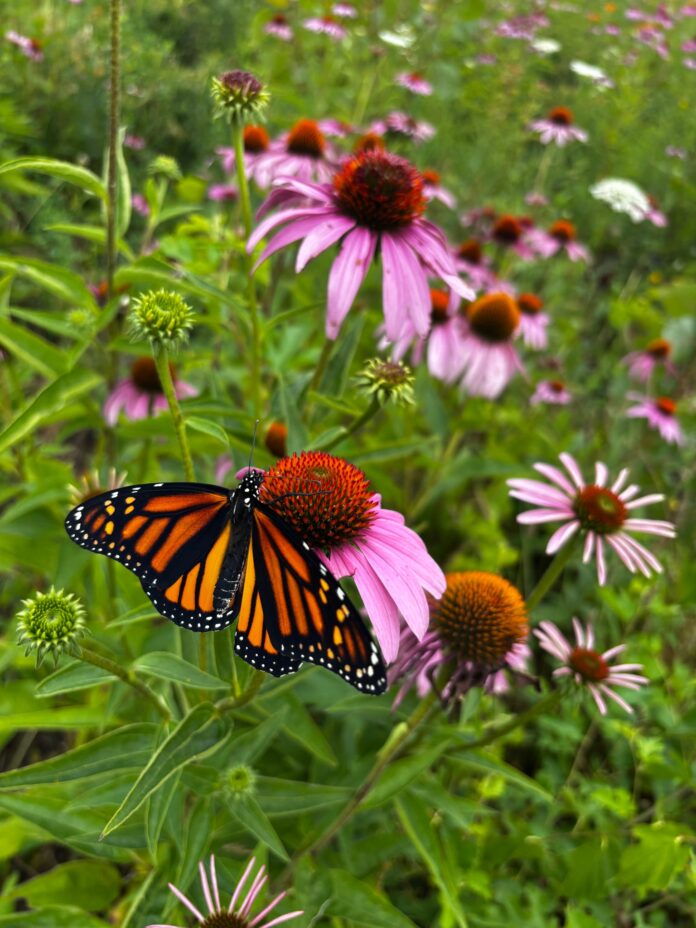 Butterfly on coneflower