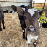 The things that hold real value to us are never actually things calves