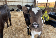 The things that hold real value to us are never actually things calves