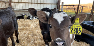 The things that hold real value to us are never actually things calves