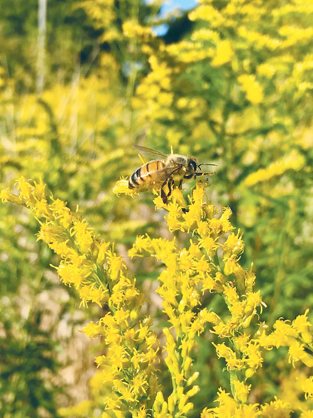 bee on goldenrod