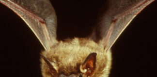 Going batty in Ohio big brown bat