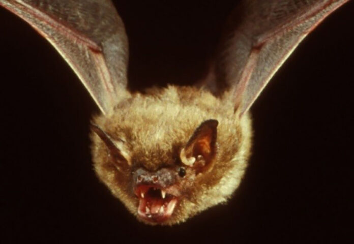 big brown bat