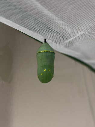 chrysalis