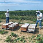 Transporting and moving bees