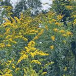 Varroa destructor and overwintering bees golden rod