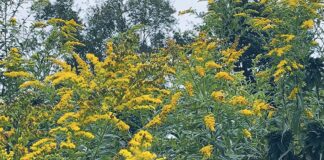 Varroa destructor and overwintering bees golden rod