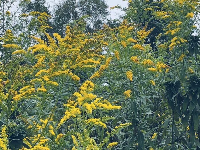 golden rod golden rod