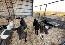 Better together: A case for social housing of preweaned calves