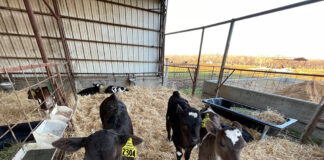 Better together: A case for social housing of preweaned calves