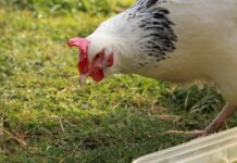 Reader: Ruffled feathers hen