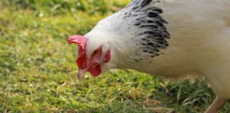 Reader: Ruffled feathers hen