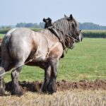 Reader: Never trust a horse horse team