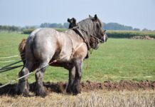 Reader: Never trust a horse horse team