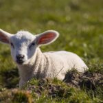 Welcoming bundles of joy late in the season lamb