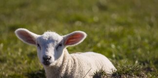 Welcoming bundles of joy late in the season lamb