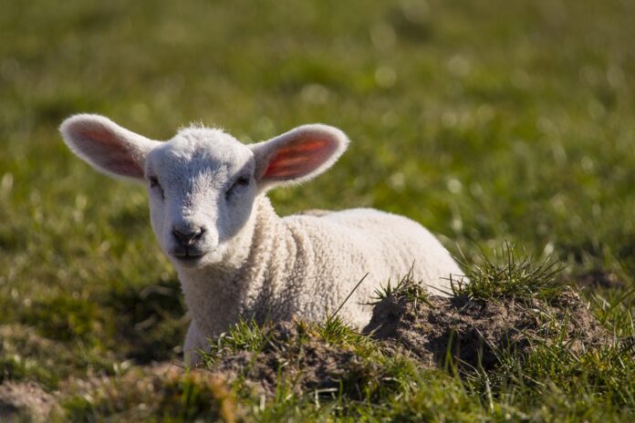 lamb lamb