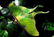 Uncovering the mysteries of nature’s third shift luna moth