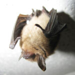 Bat removal and other high water marks of homeownership northern long eared bat