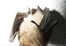 Bat removal and other high water marks of homeownership northern long eared bat