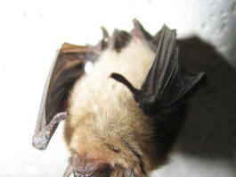 Bat removal and other high water marks of homeownership northern long eared bat