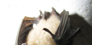 Bat removal and other high water marks of homeownership northern long eared bat