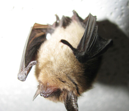 Bat removal and other high water marks of homeownership northern long eared bat