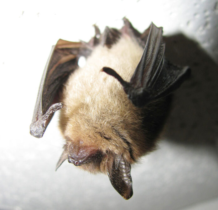 northern long eared bat northern long eared bat