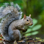 September marks start of fall hunting seasons squirrel