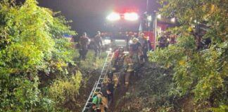Dozens of calves rescued from overturned trailer after truck crash in central Pennsylvania