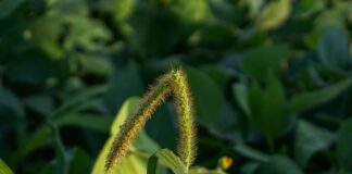 When it comes to weeds, what is the best course of action? foxtail