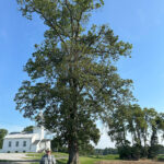 Wayne SWCD announces Big Tree winner Shagbark Hickory